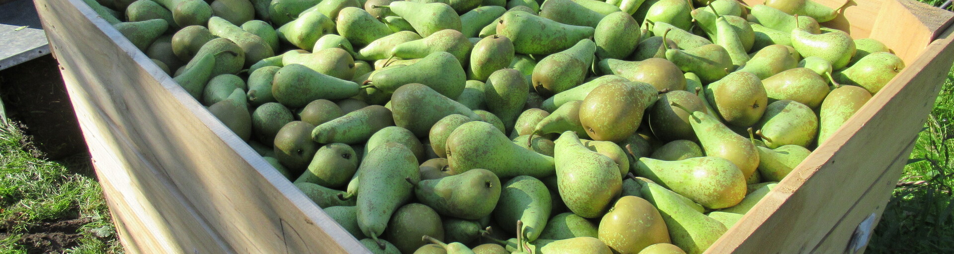 Oranjehof (Dirksland)