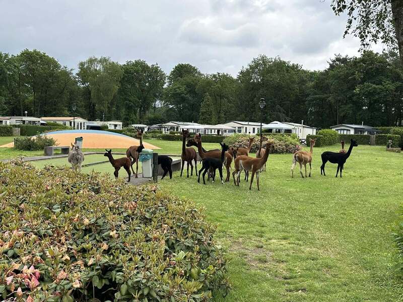 Stekelbos stacaravans en chalets