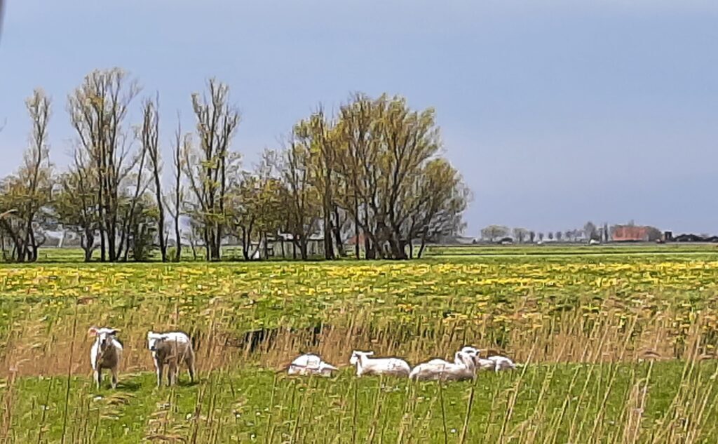 Camping Hilarides (Pingjum)