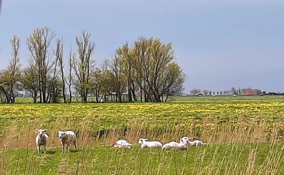 Camping Hilarides (Pingjum)