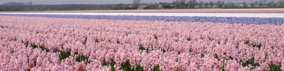 Camping Sollasi (Noordwijkerhout)