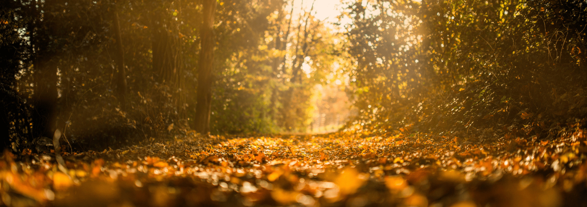 Bospark De Vossenberg (Nunspeet)