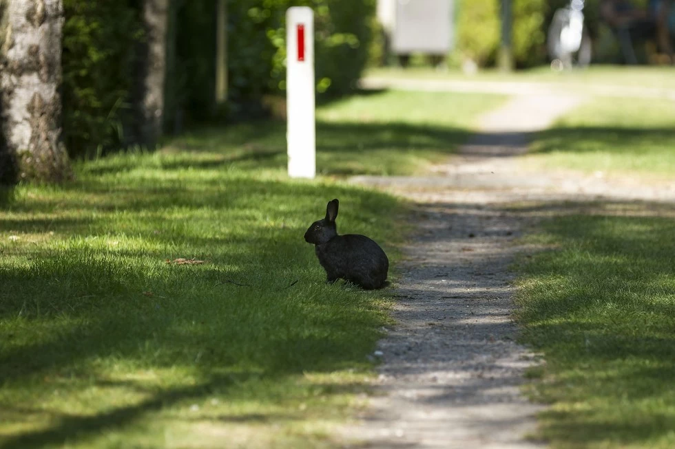 Camping 't Eind (Overberg) 