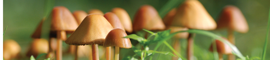 Recreatiepark Jacarja (Ermelo) 