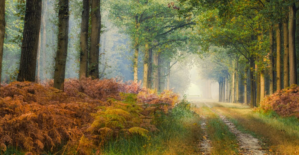 Camping Liesbos (Breda)