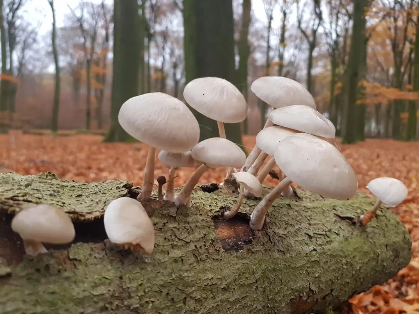 Vakantieoord Het Lorkenbos