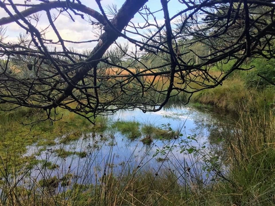 Bospark De Schaapskooi (Epe)