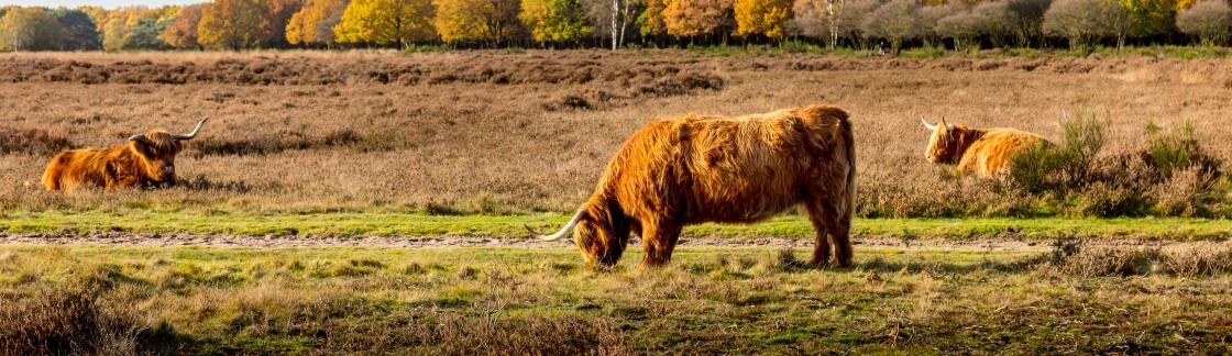 Ferienzentrum De Ullingse Bergen