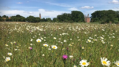 Chaletpark & Camping de Tabaksschuur (Elst)