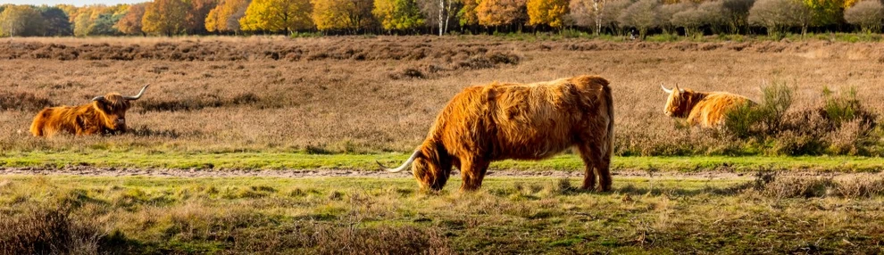 Vakantiecentrum De Ullingse Bergen